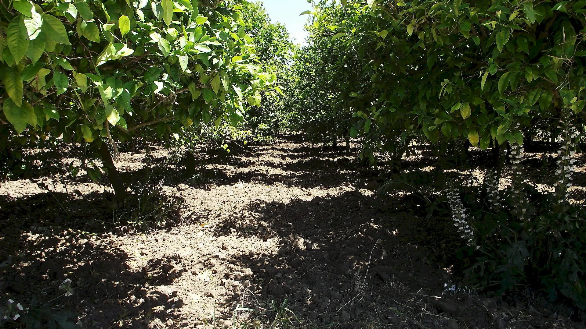 Vila Il Casale Delle Rose Caltagirone Farma